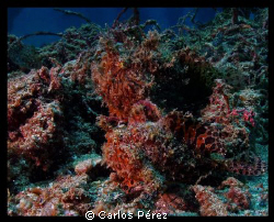 "Camouflage" Couple of Froggies @ Crash Boat Beach by Carlos Pérez 